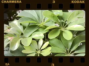 PICT0006.jpg