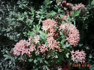 PICT0029.jpg